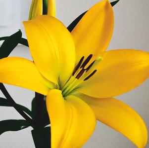 Lilies Longiflorum Asiatic Scipione