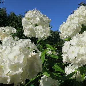 Phlox Paniculata White Flame