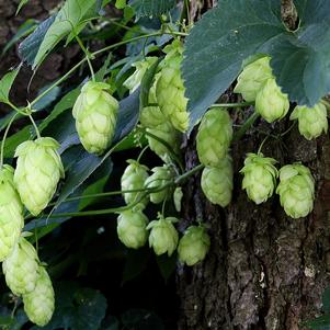 Hops Cascade