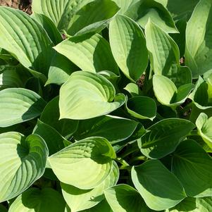 Hosta August Moon