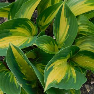 Hosta Beach Boy