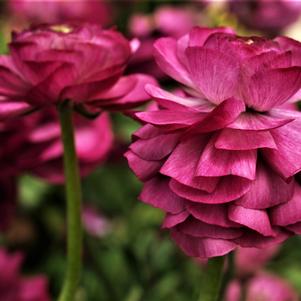 Ranunculus Tecolote Merlot