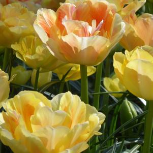 Tulip Double Late Charming Lady