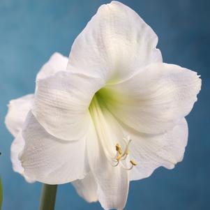 Hippeastrum Holland Maria Goretti