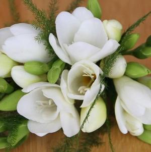 Freesia Single White