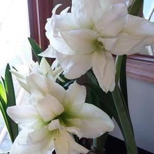 Hippeastrum Holland - Triple Flowering Artic Nymph