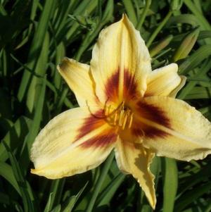 Hemerocallis Bonanza