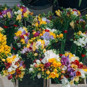 Freesia Mix Singles