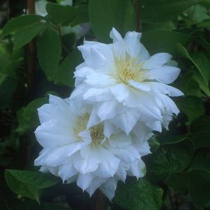 Clematis Duchess of Edinburg