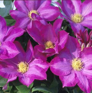 Clematis Pink Champagne