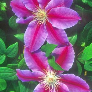 Clematis Dr. Ruppel