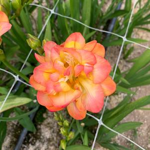 Freesia Double Peach