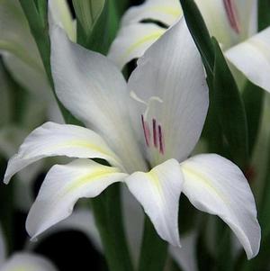 Gladiolus Tiny Tots Albus