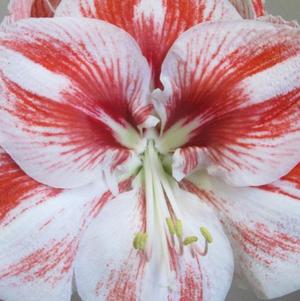 Hippeastrum Holland United Nations