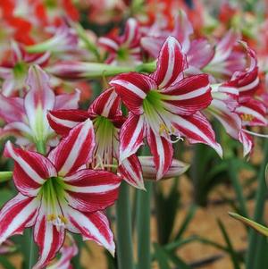 Hippeastrum Holland - Trumpet Type Santiago