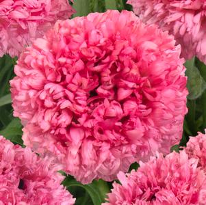 Ranunculus Poodle Ramila