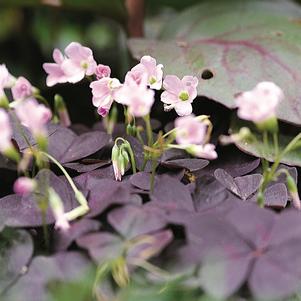 Oxalis Triangularis Myke