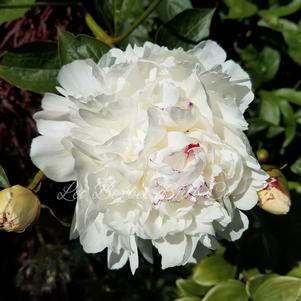 Peony lactiflora Festiva Maxima