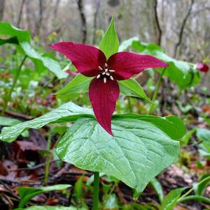 Trillium Erectum 