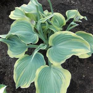 Hosta Earth Angel