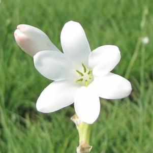 Polianthes Tuberosa Single