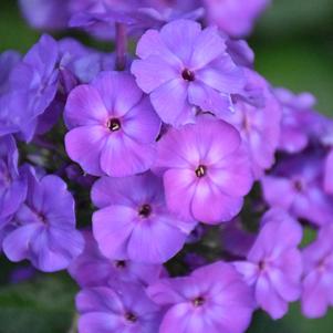 Phlox Paniculata Blue Boy