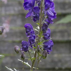 Aconitum Napellus Napellus