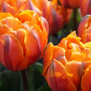 Tulip Double Late Orange Princess