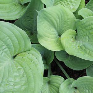 Hosta Bressingham Blue