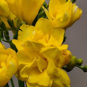 Freesia Double Yellow