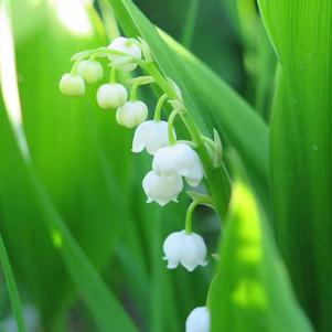 Convallaria Old Fashion White