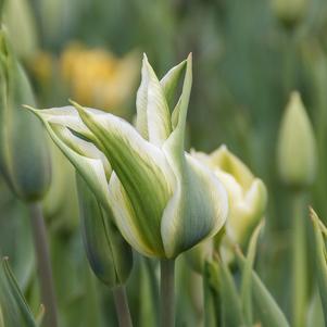 Tulip Lily Flowering Green Star