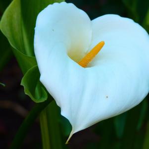 Zantedeschia Aethiopica Aethiopica