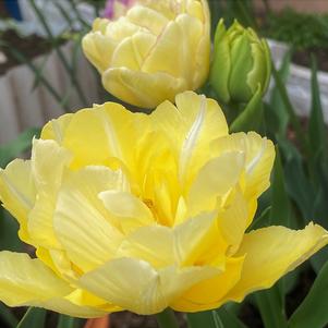 Tulip Double Late Marie Jo