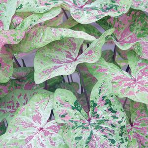 Caladium Fancy Leaf Seafoam Pink