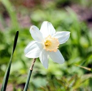 Daffodil Large Cupped Passionale