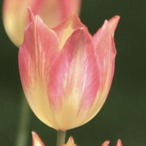 Tulip Lily Flowering Elegant Lady