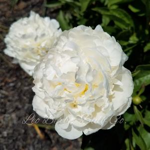 Peony lactiflora Duchess de Nemours