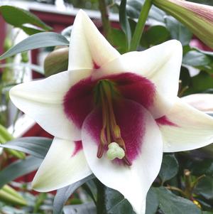 Lilies Oriental Trumpet Frisco