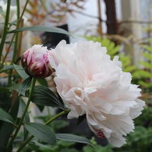 Peony lactiflora Shirley Temple