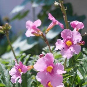 Incarvillea Delavayi