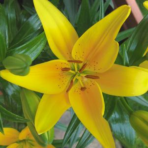 Lilies Asiatic Tiny Bee