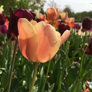 Tulip Darwin Hybrid Salmon Van Eijk