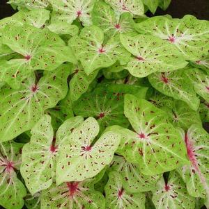 Caladium Strap Leaf Miss Muffet