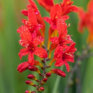 Crocosmia Lucifer