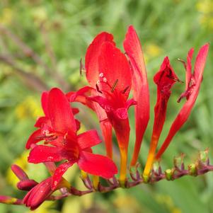 Crocosmia Diablito