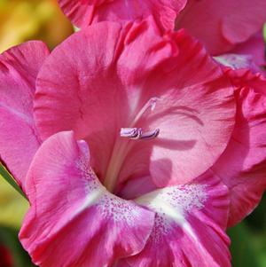 Gladiolus Violet King