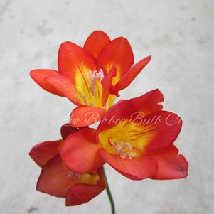 Freesia Double Orange