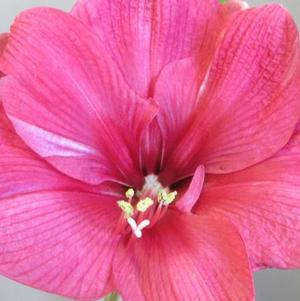 Hippeastrum Holland LaForest Morton