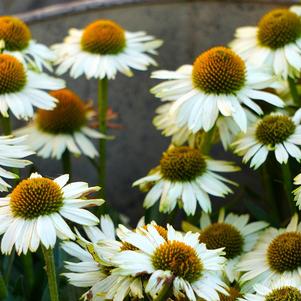 Echinacea White Swan